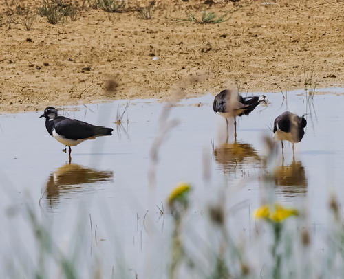 Vanellus vanellus