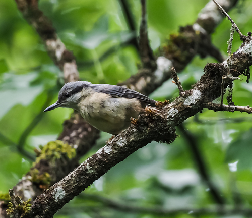 Sitta europaea