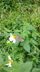 Caltoris cahira austeni