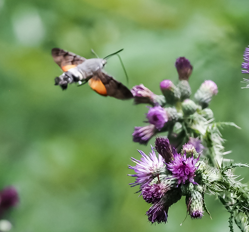 Macroglossum stellatarum