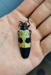Chrysochroa buqueti