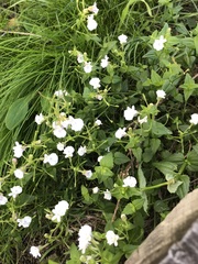 Nemesia diffusa diffusa