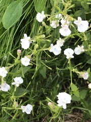 Nemesia diffusa diffusa