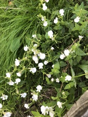 Nemesia diffusa diffusa