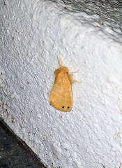 Artaxa digramma