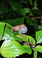 Raorchestes longchuanensis