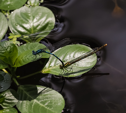 Erythromma lindenii