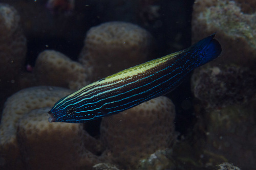 Yellowback tubelip (Labropsis xanthonota) — Labridae — 4