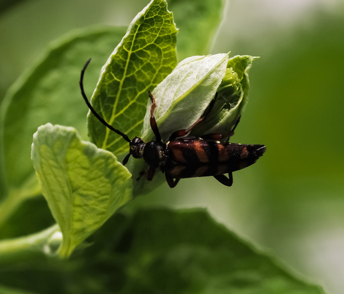 Leptura aurulenta