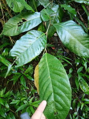 Miliusa velutina