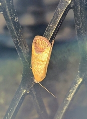 Asinduma exscripta