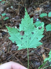 Acer rubrum