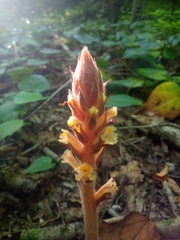 Orobanche hederae