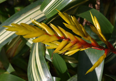 Aechmea ramosa