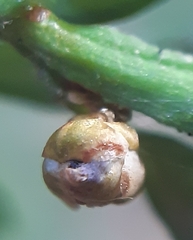 Cecidophyopsis psilaspis