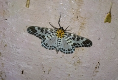 Pogonopygia nigralbata