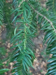 Cecidophyopsis psilaspis