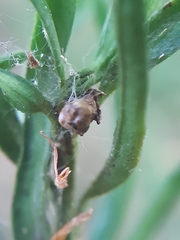 Cecidophyopsis psilaspis