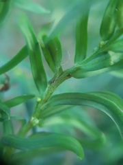 Cecidophyopsis psilaspis