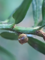 Cecidophyopsis psilaspis