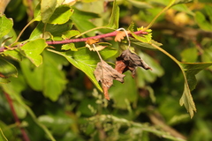 Monilinia johnsonii
