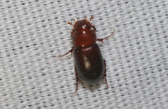 Cinacanthus militaris