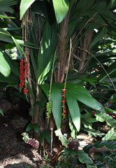 Calyptrocalyx hollrungii