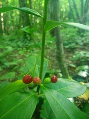 Daphne pontica
