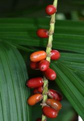 Calyptrocalyx hollrungii