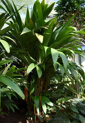 Calyptrocalyx hollrungii