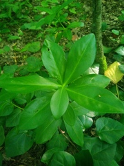 Daphne pontica