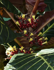 Pentagonia wendlandii