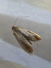 Tinea semifulvella