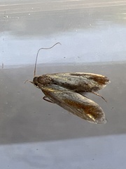 Tinea semifulvella