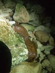 Limacidae