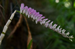Dendrobium secundum