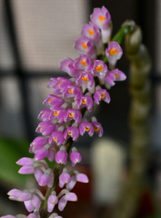Dendrobium secundum
