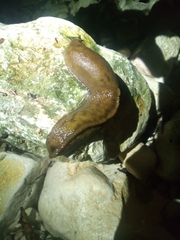 Limacidae