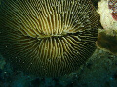 Pleuractis granulosa