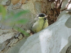 Parus major