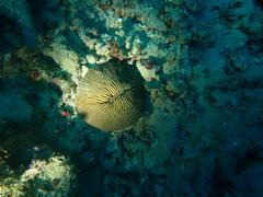 Pleuractis granulosa