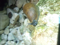 Limacidae
