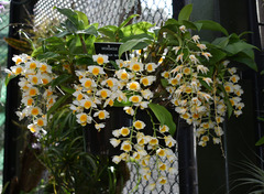 Dendrobium farmeri