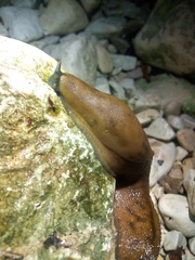 Limacidae
