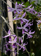 Dendrobium anosmum