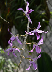 Dendrobium anosmum