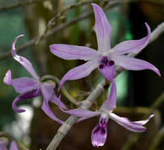Dendrobium anosmum