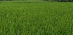 Oryza