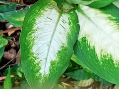 Aglaonema nitidum