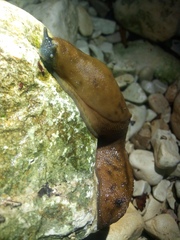 Limacidae